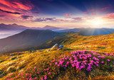 Bloemenweide bij bergzonsondergang