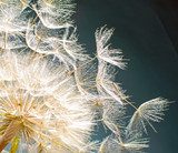 Delicate dans van licht en natuur