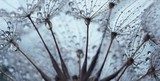 Delicate dauwdruppels in macrozicht