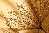 Delicate dauwdruppels in sepia