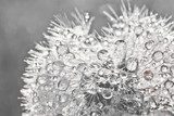 Delicate dauwdruppels op paardenbloem in zwart-wit