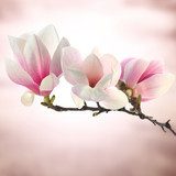 Delicate magnolia in zachte lentetinten