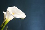 Elegantie van de witte arum close-up