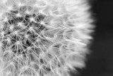 Fragiele close-up van woningnatuur