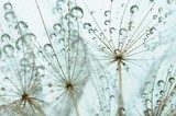 Fragiele dauwdruppels op pluisjes in blauw licht