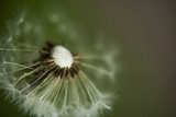 Fragiele kracht van de natuur in detail