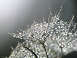 Glinsterende dauwdruppels in macro
