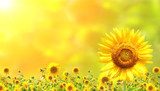 Gouden zonnebloemen in het ochtendlicht