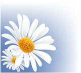 Heldere madeliefjes in lentelicht