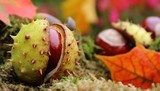 Herfstdetails in levendige close-up