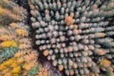 Herfstige luchtfoto met krachtig bosmotief