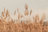 Herfstlicht boven zacht rietveld