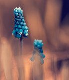 Herfstlicht en blauwe bloemen in macro