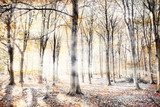 Herfstlicht in bos met lichte nevel