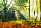 Herfstlicht in het bos