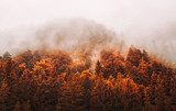 Herfstmystiek in bergbos