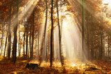 Herfstzonnestralen in bosrijk landschap