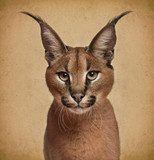 Indrukwekkend dierenportret van caracal