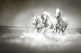 Kracht en vrijheid van wild paardenleven