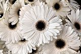 Krachtig Wit Gerbera Symfonie