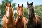 Krachtige paarden in een rij