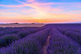 Lavendelrijen onder kleurrijke zonsondergang