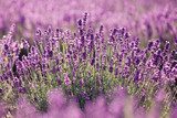 Lavendelveld in zomerse natuur