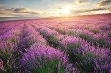 Lavendelzee bij ondergaande zon