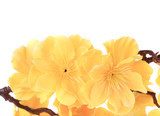 Lente Bloesem in Zacht Geel