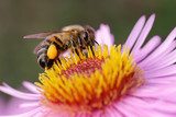 Lentebloem met verzamelende bij
