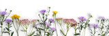 Lenteexplosie van wilde bloemen