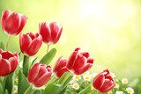 Lentefrisse tulpen en madeliefjes