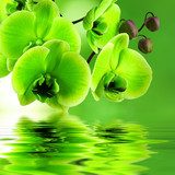 Lenteglans van groene orchideeën