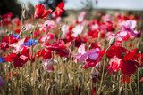Levendige Klaprozen onder de Lentezon