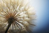 Lichtgevend paardenbloemenscherm