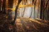 Magisch Herbstbos met Zonnestralen