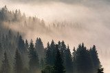 Mistige bergwouden in ochtendlicht