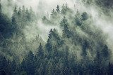 Mistige dennenbomen in bergachtig woud