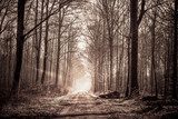 Mistige herfstwandeling
