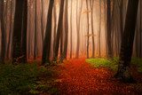 Mistige herfstwandeling door het bos