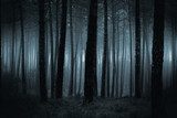 Mystieke stilte in het donkere bos