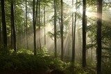 Ochtendlicht in groen woud