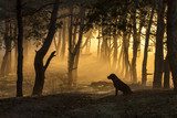 Ochtendlicht in het stille bos