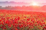 Ochtendlicht over eindeloze klaprozen