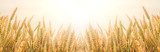 Oogstzon boven gouden tarwe