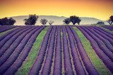 Rijen lavendel onder een zwoele zonsondergang