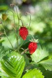 Rijpe aardbei natuurclose-up