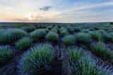 Rustiek vlak van lavendel en avondlucht