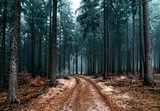 Sprookjesachtig herfstpad tussen dennenbomen