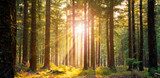 Stralend herfstbos vol zonnestralen